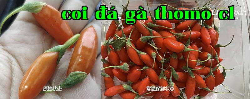 [Bảo quản thường nhiệt] Xem cách bảo quản kỷ tử tươi kéo dài từ 0,8 ngày lên 3 ngày như thế nào